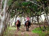  Oahu Tours